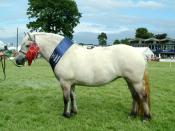 Grace of Carlung, Highland Pony champion at the Royal Highland Show 2005. Cream dun http://www.carlung.co.uk/56175.html mare as called by the owner, has dark eyes, dark skin and clearly black pigment in the legs. Is most probably a buckskin-based dun, com