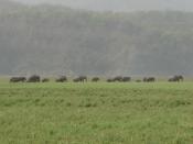 A herd of Indian wild elephants in the Jim Corbett National Park, India
