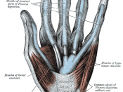 The mucous sheaths of the tendons on the front of the wrist and digits.
