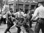 Protest observer (Walter Gadsden) in Birmingham, Alabama, USA, on 3 May 1963, being attacked by police dogs during a civil rights protest. See Birmingham campaign.