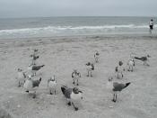 A flock of Laughing Gulls on the beach at Atlantic City.
