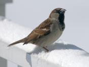 English: A male House Sparrow eating a sunflower seed.