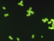 English: Streptococcus pneumoniae in spinal fluid. FA stain (digitally colorized). Streptococci Polski: Obraz w mikroskopie fluorescencyjnym, widać obraz dwoinek. Română: Pneumococi prezenţi în lichidul cerebrospinal, într-un caz de meningită pneumococică