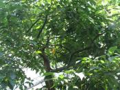 Cinnamomum camphora - camphor tree