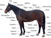 English: English Trakehner gelding, Sybari in standing pose, marked with major points of the horse. Foaled in 2001, picture taken in 2010 (aged 9). Annotated with major morphological points sourced from Goody, John (2000). Horse Anatomy, 2nd edition,&