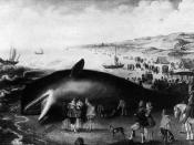 Drawing of stranded whale at Katwijk in Holland in 1598.