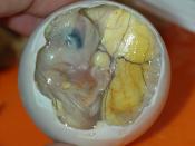 Balut is the greatest food ever.