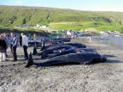 Dead pilot whales on the beach in the village Hvalba on the southernmost Faroese island Suðuroy, 11 August 2002