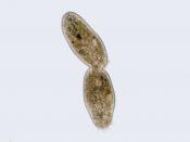 English: Unknown species of cilliate in the last stages of mitosis (cytokinesis), with cleavage furrow visible.