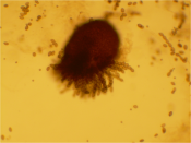 English: Sordaria fimicola perithecium magnified 40X. This perithecium is the result of a mating cross between wild-type (dark) and mutant (tan) fungi, which is why the asci contain different-colored ascospores. Identified using Hanlin, R. T. (2001) Illus