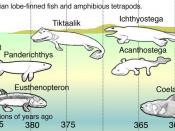 The Late Devonian was home to many species of lobe-finned fish like Eusthenopteron, Panderichthys, Tiktaalik and the first tetrapods, such as Acanthostega whose back limbs had seven digits, and Ichthyostega which had seven. Other lobe-finned fishes common