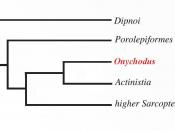 Position of Onychodus in cladogram.