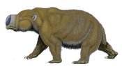 English: Diprotodon optatum - giant marsupial from Pleistocene of Australia. Русский: Diprotodon optatum - гигантское сумчатое из плейстоцена Австралии.