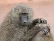 English: An adult monkey, the Olive Baboon (Papio anubis), grooms a kid at the Ngorongoro conservation Area in Tanzania