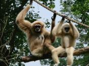 A mother white-handed gibbon and her young.Zoo d'Amiens.