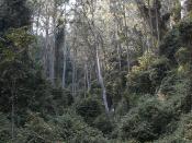 Rainforest Gully