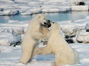 Polar bear males frequently play-fight. During the mating season, actual fighting is intense and often leaves scars or broken teeth.