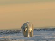 Approaching polar bear (Wapusk National Park, Manitoba, Canada)