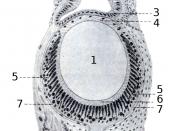 Drawing of cross section of the tentacle with and eye of Helix pomatia. 1 - lens 2 - olfactory epithelium 3 - corneal epithelium (pellucida externa - according the source book)--> 4 - corneal endothelium (pellucida interna - according the source book)--> 