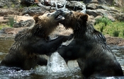 Grizzly Bears (Ursus arctos horribilis) are making out. The picture was taken in San Francisco ZOO. Français : Deux Grizzlis (Ursus arctos horribilis) jouent à la bagarre.