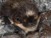 English: Northern Bat (Eptesicus nilssonii) winter hibernating in Modum, Norway ‪Norsk (bokmål)â¬: Nordflaggermus (Eptesicus nilssonii) i vinterdvale i Modum, Norge