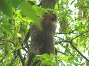 English: Woodchuck (Marmota monax) taking refuge in a tree alongside Rideau River, Ottawa, Ontario