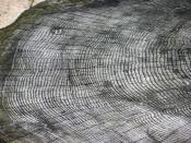 The growth rings of an unknown tree species, at Bristol Zoo, England.