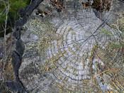 Moss in growth rings
