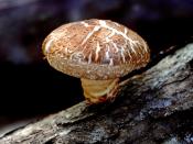 English: Shiitake mushroom (Lentinus edodes)