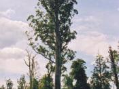 Tasmania, Styx valley. This Eucalyptus regnans, named El Grande by the Wilderness Society, was the most massive in the Styx Valley. It could not legally be logged because its height exceded 80 metres. It was accidentally killed in 2002 during the burning-