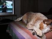 English: Dog in front of television