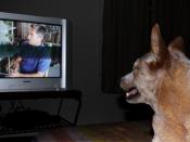 English: Dog watching tv