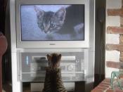 My cat watching himself when he was a kitten on my TV. He was enthralled!