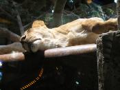 Sleepy Lion in MGM Grand Hotel and Casino in Las Vegas, Nevada