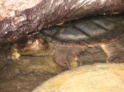 English: Common Snapping Turtle (Chelydra serpentina), Ladysmith, Quebec