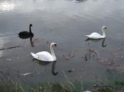 English: Swans on Truro River Two of the resident mute swans with a visiting black swan.