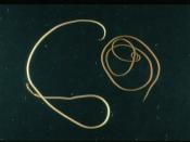 A horsehair worm (Phylum Nematomorpha), species Paragordius tricuspidatus
