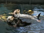 Sea Otters in the magnificnet Lisbon Aquarium. Life is for lazing on your back... with a friend...