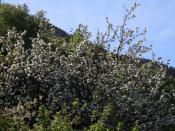 Blomstring, epletre på Vines