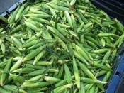 Sweet corn that has not been husked yet, headed to market.