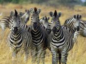 Plains Zebras (Equus quagga), more specifically the Damara subspecies (Equus quagga antiquorum) in Okavango, Botswana. An edit of Image:Zebra Botswana.jpg on English Wikipedia, done for that image's FP try on Wikipedia. The original image description: Zeb
