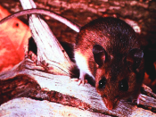 The deer mouse (Peromyscus maniculatus) is the reservoir host for the Sin Nombre hantavirus, the cause of hantavirus pulmonary syndrome.