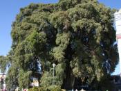 English: Taxodium mucronatum tree in Santa Maria del Tule Polski: Drzewo cypryśnika meksykańskiego w miasteczku Santa Maria del Thule w Meksyku
