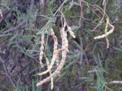 Dry seed pods on a Velvet Mesquite (Prosopis velutina), taken in Tucson, AZ