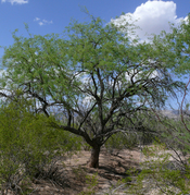 A Mesquite Bosque with Velvet mesquite - Prosopis velutina.