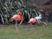 English: Two Pink Flamingos At Lotherton Hall Bird Garden