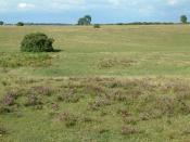 English: Wilverely Plain, New Forest. This area offers grazing for the New Forest ponies. It is also popular for recreational activities.
