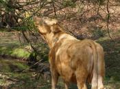 English: Browsing cow, Dilton, New Forest When they need the cattle that roam the open Forest will browse on tree branches. I still find it unusual to see cows with their necks extended like this, usually they have their noses to the ground.