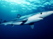 English: Blue shark (Prionace glauca) off southern California