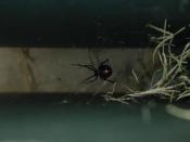 English: Black Widow Spider